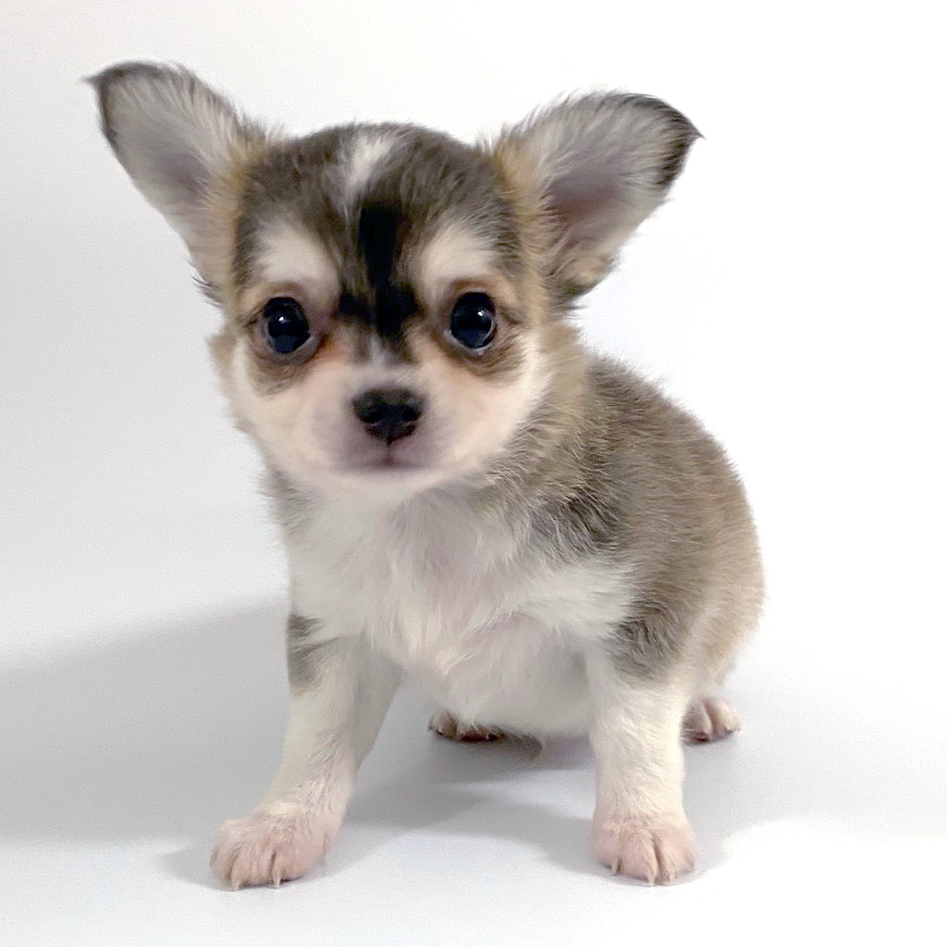 No 3524 ロングコートチワワ Pet Shop Dog Garden