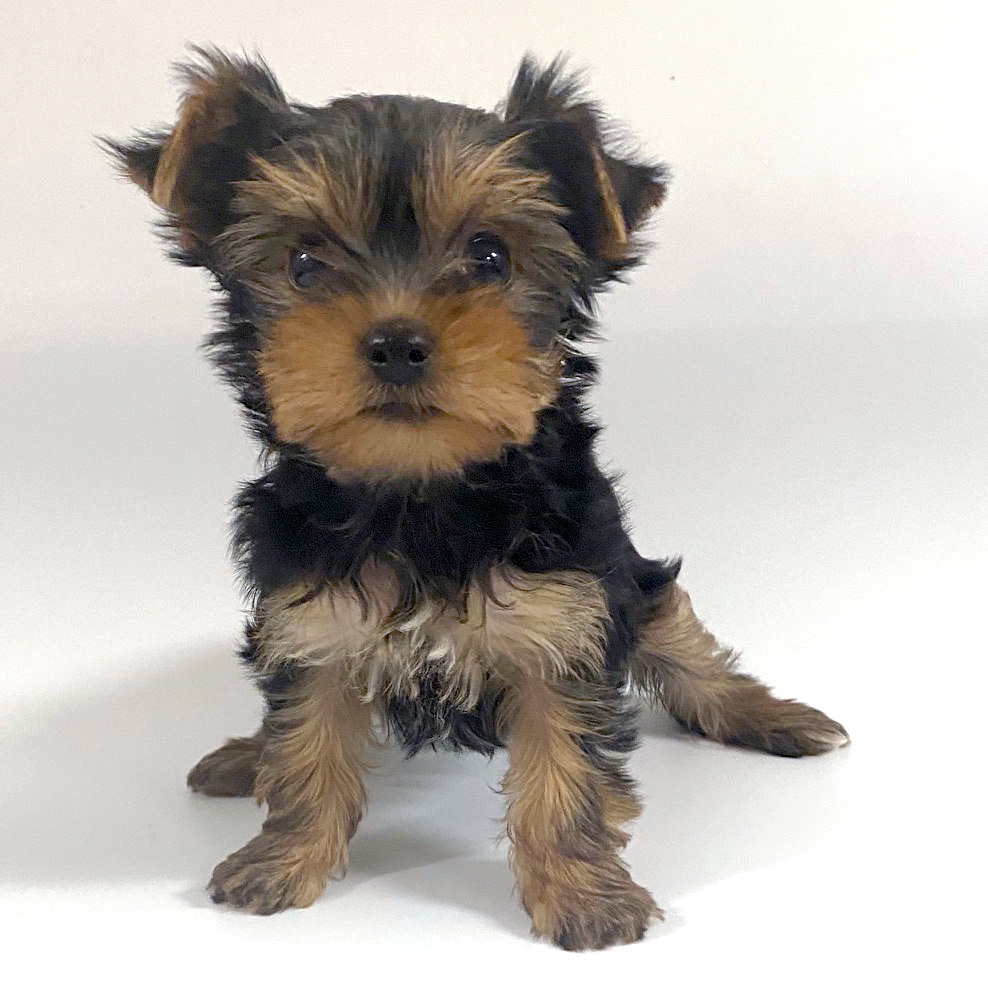 その他犬種 Pet Shop Dog Garden