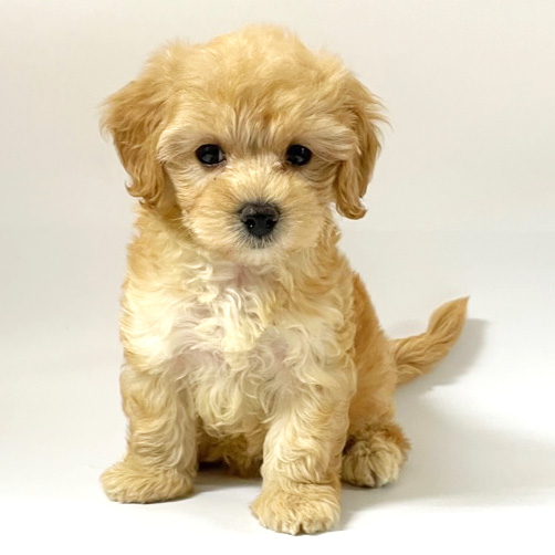 No 3877 Mix プードル マルチーズ Pet Shop Dog Garden