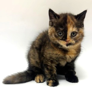 ブリティッシュロングヘア